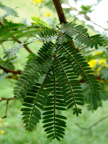 Vachellia karroo