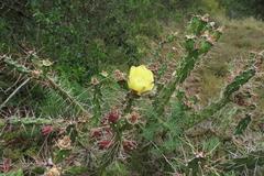 Opuntia aurantiaca