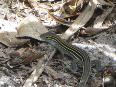 Aspidoscelis sexlineatus