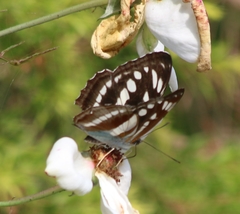 Athyma opalina opalina