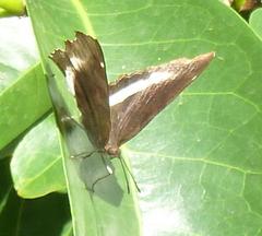 Eurytela hiarbas angustata