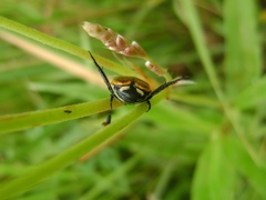 Popillia bipunctata