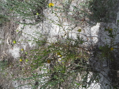 Balduina angustifolia