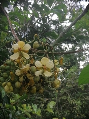 Cenostigma eriostachys