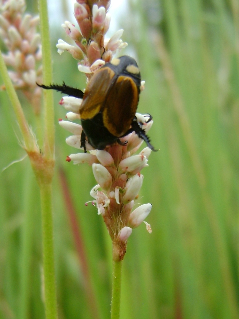 Bumspot Chafer