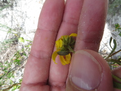 Balduina angustifolia