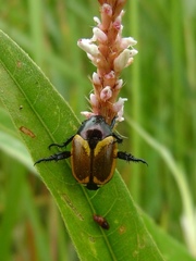 Popillia bipunctata