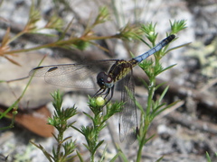 Erythrodiplax minuscula