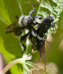 Laphria fernaldi