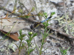 Erythrodiplax minuscula