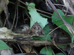 Celiptera remigioides