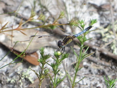 Erythrodiplax minuscula