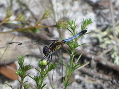 Erythrodiplax minuscula