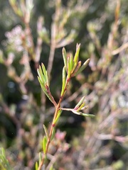 Darwinia biflora