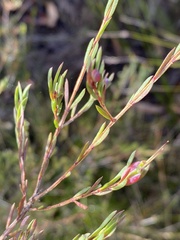 Darwinia biflora