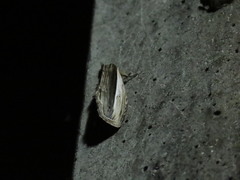 Truncaptera truncata