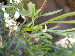 Pavetta zeyheri middelburgensis