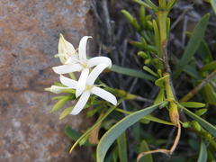 Pavetta zeyheri middelburgensis