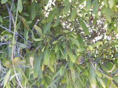 Pavetta zeyheri middelburgensis