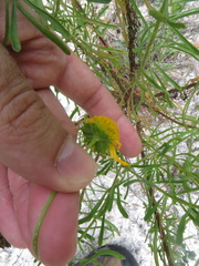 Balduina angustifolia