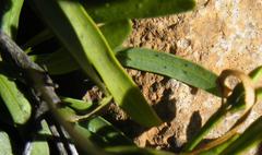 Pavetta zeyheri middelburgensis