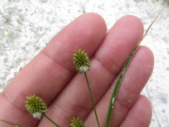 Cyperus