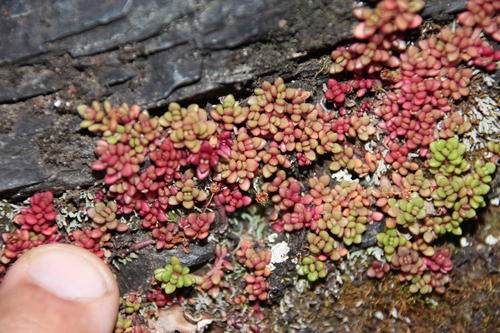 Crassula papillosa