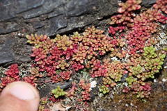 Crassula papillosa