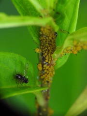 Rivellia maculipennis