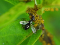 Rivellia maculipennis