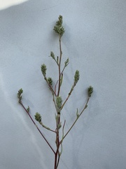 Corispermum declinatum