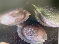 Corispermum declinatum