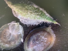 Corispermum declinatum