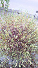 Corispermum declinatum