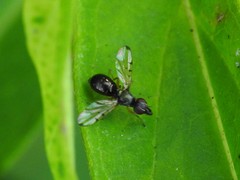 Rivellia maculipennis