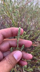 Corispermum declinatum