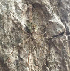 Neotama
