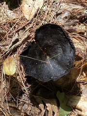 Craterellus cornucopioides