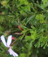 Pelargonium ternatum