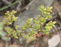 Crassula perforata perforata