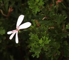 Pelargonium ternatum