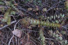 Crassula perforata perforata