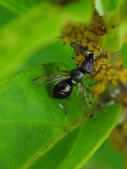 Rivellia maculipennis