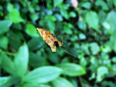 Arachnura melanura