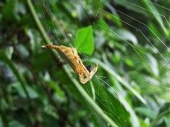 Arachnura melanura