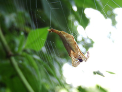 Arachnura melanura