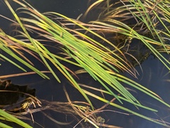 Sparganium fluctuans