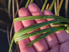 Sparganium fluctuans