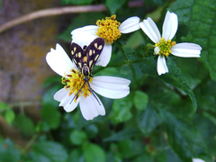 Zeuxippa formosa