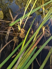 Sparganium fluctuans